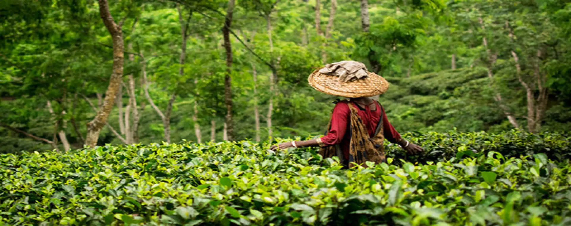 best travel agency in bangladesh for Sylhet tour image