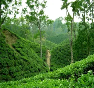Sylhet - North East Destination Tour Image